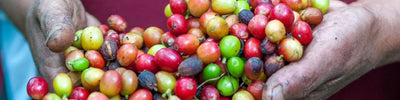 Kaffee aus Äthiopien: Geschichte, Anbau & Geschmack