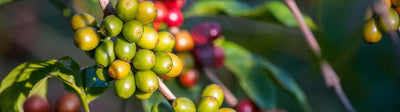 Die 11 berühmtesten Kaffeeanbaugebiete der Welt
